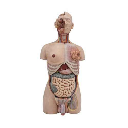 Torso model - MeiWo Science - for teaching / silicone / flexible