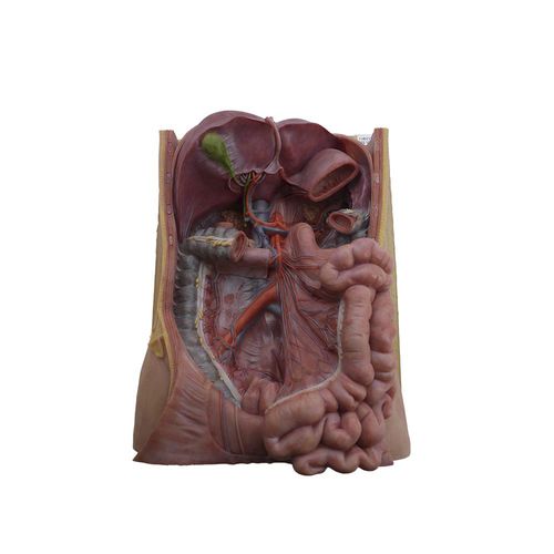 Mesenteric artery anatomical model - MeiWo Science - for teaching / silicone / flexible