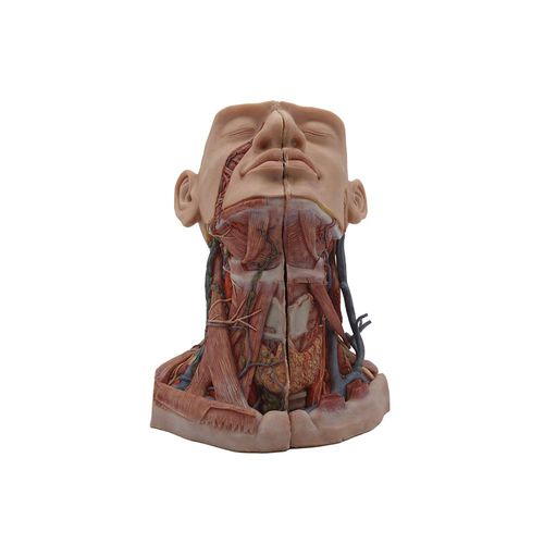 head model - MeiWo Science