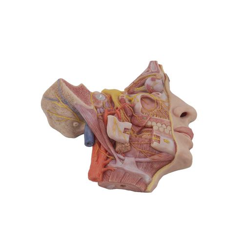 Face anatomical model - HN-002 - MeiWo Science - for teaching / silicone / with blood vessels