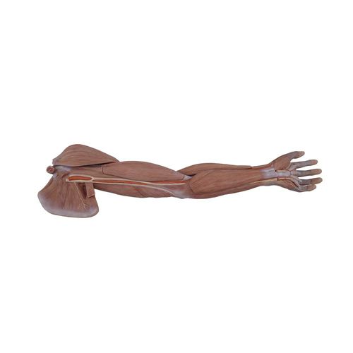Upper limb model - MeiWo Science - for teaching / silicone / with musculature