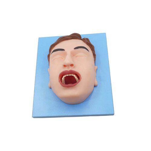 Oral anatomical model - MeiWo Science - for teaching / silicone