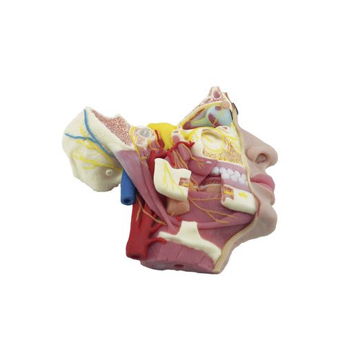 Face anatomical model - MeiWo Science - for teaching / silicone / with blood vessels