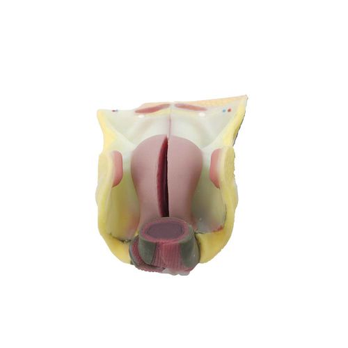 Female genital organ model - MeiWo Science - for teaching / silicone