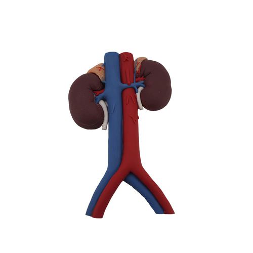 Kidney model - MeiWo Science - for teaching / silicone / with blood vessels