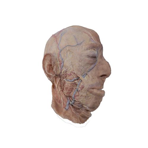 Head model - MeiWo Science - for teaching / silicone / with blood vessels