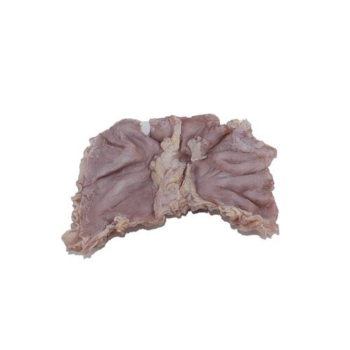 Stomach model - PX-009 - MeiWo Science - for health education / for teaching / for cancers