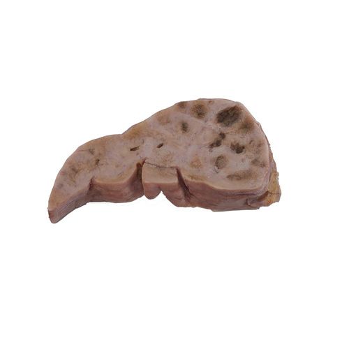 Liver anatomical model - PX-005 - MeiWo Science - for health education / for teaching / silicone