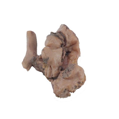 Lung model - PH-001 - MeiWo Science - for health education / for teaching / silicone