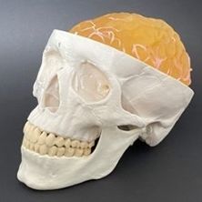Skull model - AM10BM  - Samed - temporal / brain / neurosurgery
