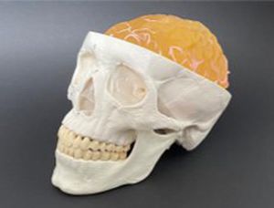 Skull model - AM20BM  - Samed - cranial / brain / neurosurgery