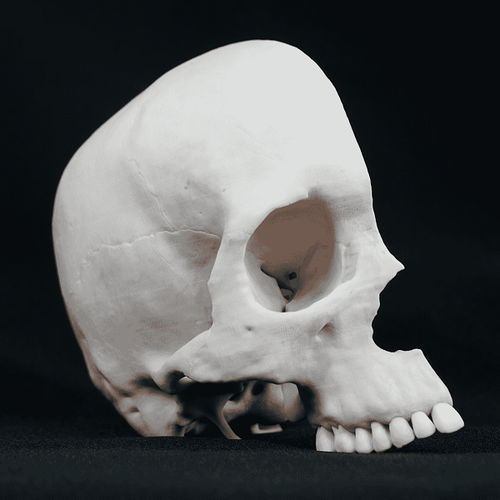 Skull model - Shandong Digihuman Technology CO., Inc. - for teaching / white