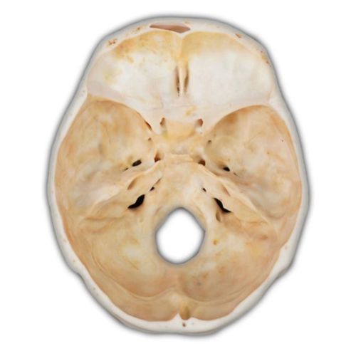 Skull model - Shandong Digihuman Technology CO., Inc. - for teaching / resin / with nerves