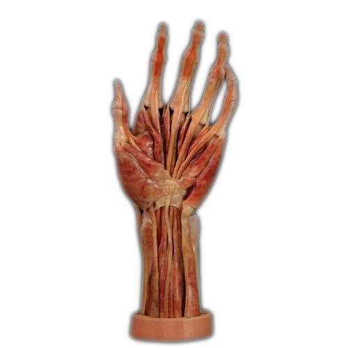 Hand anatomical model - Shandong Digihuman Technology CO., Inc. - for teaching / resin / with musculature