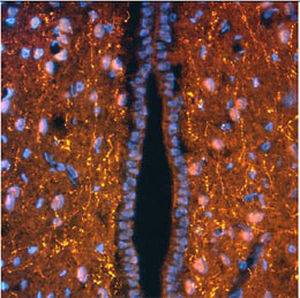 IgG reagent - RA21005  - Neuromics - for scientific research / immunohistochemistry / for immunofluorescence
