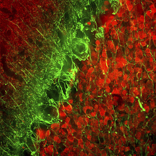 Alpha-internexin reagent - MO22154 - Neuromics - monoclonal antibody / IgG / for scientific research