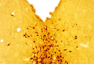 Serotonin reagent - GT20079 - Neuromics - IgG / for Western blot / immunohistochemistry