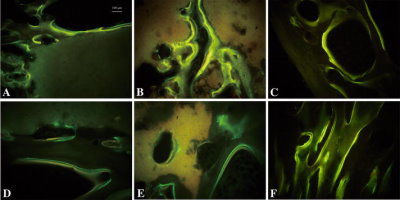 Growth factor reagent - PR27023 - Neuromics - for scientific research / lyophilized / BMP-2