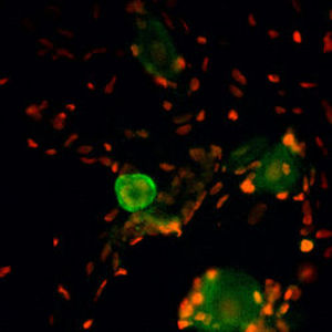 IgG reagent - RA14135 - Neuromics - for scientific research / immunohistochemistry / liquid