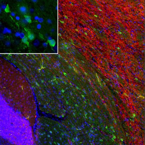 IgG reagent - MO22196 - Neuromics - for Western blot / for immunofluorescence / for immunocytochemistry