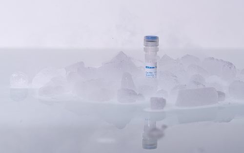 RNase inhibitor reagent - 105330 - BIORON GmbH - for PCR / for RNA extraction / for RNA purification