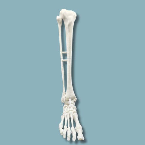 Foot anatomical model - 02-09-02 - ADDIDREAM - ankle / orthopedic surgery / training