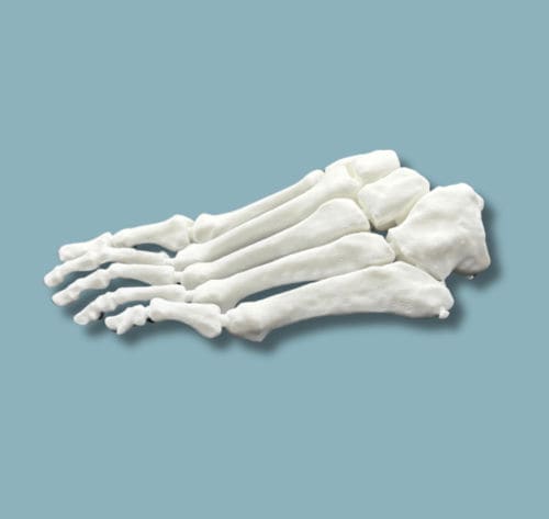 Foot anatomical model - 01-01-02 - ADDIDREAM - surgery / training / plastic