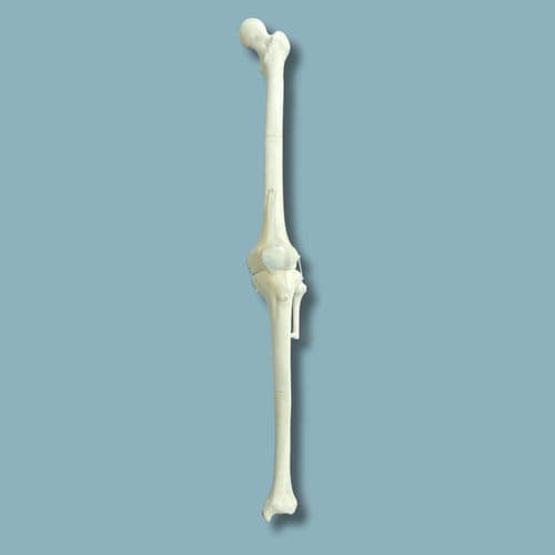 Knee model - 04-12-02 - ADDIDREAM - surgery / training / plastic