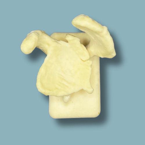 Scapula model - 17-02-01 - ADDIDREAM - surgery / training / foam