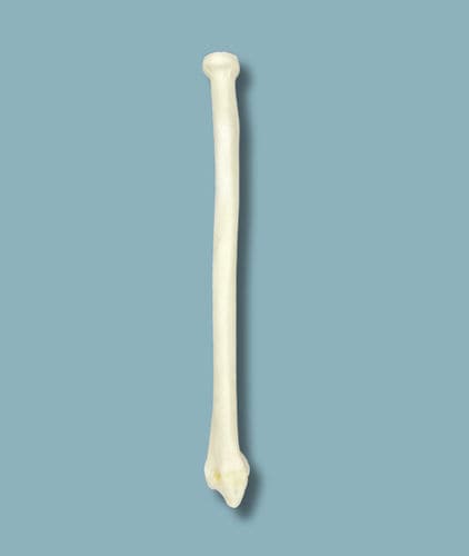 Radius anatomical model - 13-01-01 - ADDIDREAM - surgery / training / plastic