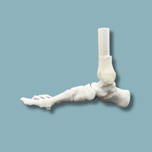 Foot anatomical model - 02-31-01 - ADDIDREAM - orthopedic surgery / training / plastic