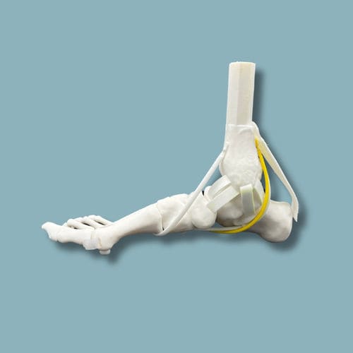 Foot anatomical model - 02-07-02 - ADDIDREAM - orthopedic surgery / training / plastic