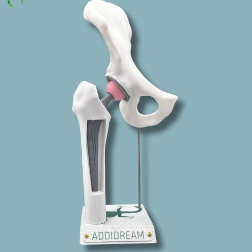 Hip model - 07-AB-01 - ADDIDREAM - hemi-pelvis / femur / for demonstration