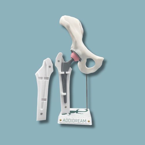 Hip model - 07-AC-01 - ADDIDREAM - hemi-pelvis / femur / for demonstration