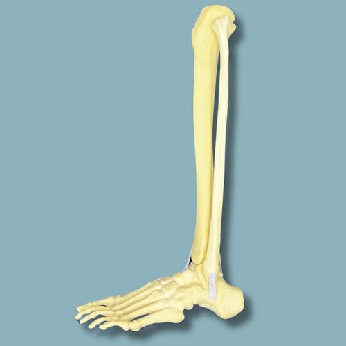 Bone model - 02-28-02 - ADDIDREAM - foot / ankle / orthopedic surgery