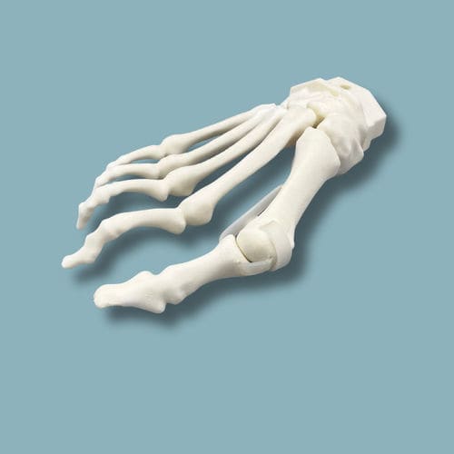 Foot anatomical model - 01-15-02 - ADDIDREAM - for mini-invasive surgery / orthopedic surgery / training