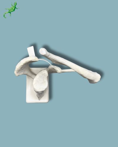 Clavicle anatomical model - 16-08-01 - ADDIDREAM - scapula / plastic
