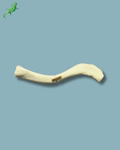 Clavicle anatomical model - Addi-CAN - ADDIDREAM - foam