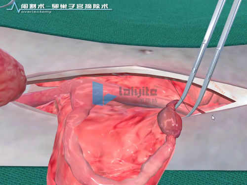 Simulation software - Nanjing Laiyite Electronic Technology Co., Ltd - training / surgery / veterinary