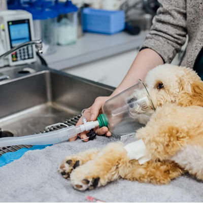 Veterinary anesthesia circuit - Conrui Medical, Inc.