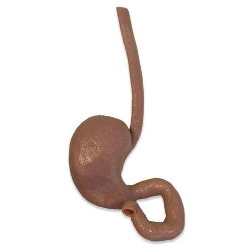 Stomach phantom - 3D Innovation Lab - injection / for endoscopic training / surgical