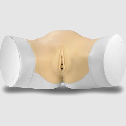Endometrial anatomical model - MYO-B01 - SurgMate - urethra / uterus / female genital organ