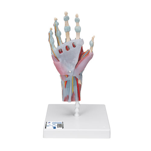 Skeleton model - M33/1 - 3B Scientific   - hand / for teaching / with musculature