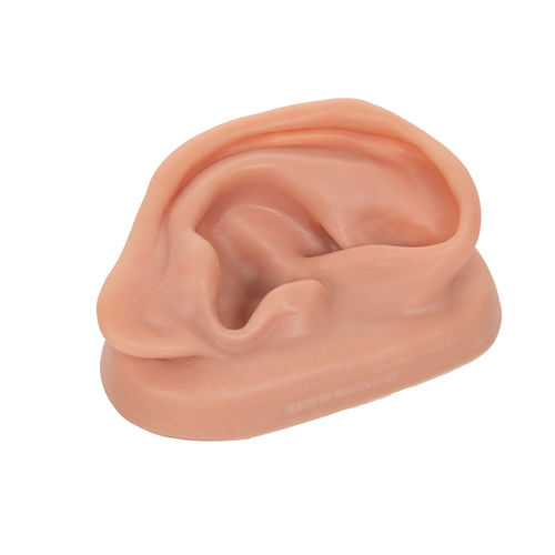 Ear model - N15/1R - 3B Scientific   - acupuncture