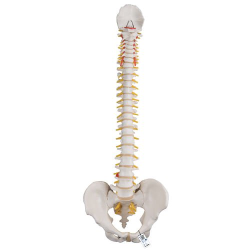 Vertebral column model - A58/1 - 3B Scientific   - for teaching / flexible