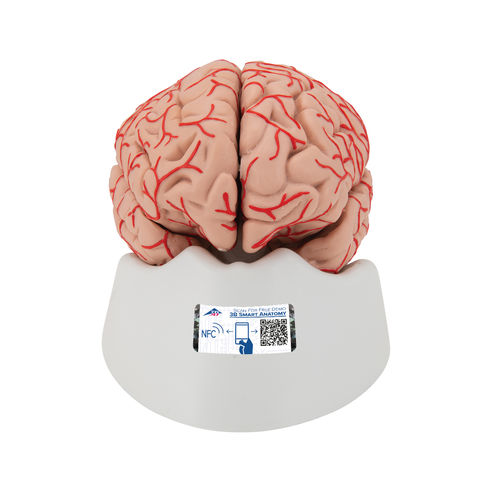 Brain model - C20 - 3B Scientific   - for teaching