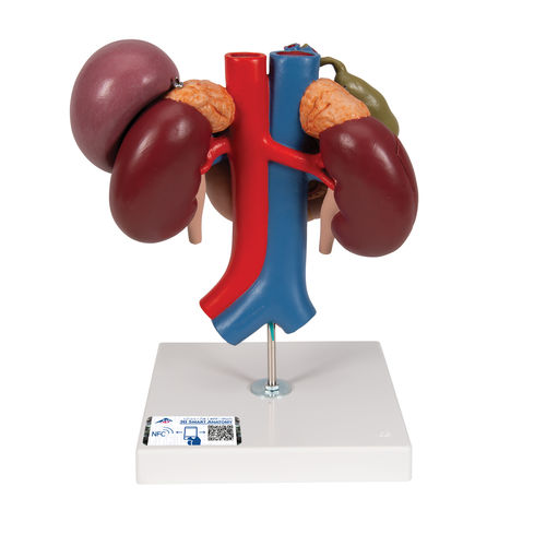 Kidney model - K22/3 - 3B Scientific   - for teaching / disarticulated