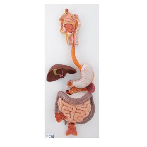 Digestive system model - K21 - 3B Scientific   - for teaching