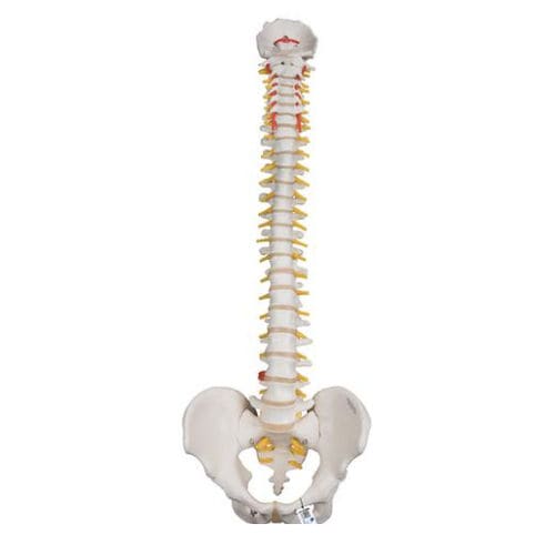 Pelvis model - A59/1 - 3B Scientific   - vertebral column / for demonstration / male