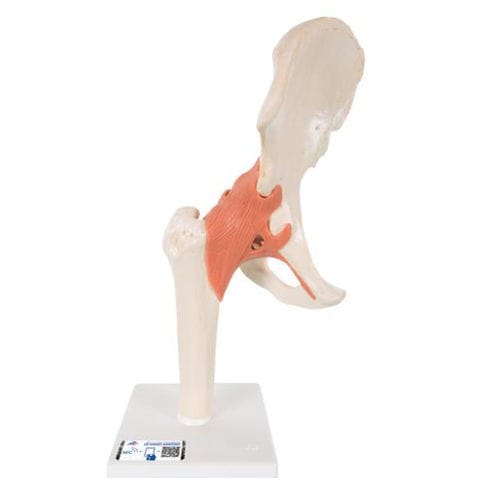 Bone model - A81/1 - 3B Scientific   - joint / hip / for teaching